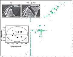 Graphical abstract: Reply to Comment on “Deletion of btn1, an orthologue of CLN3, increases glycolysis and perturbs amino acid metabolism in the fission yeast model of Batten disease”