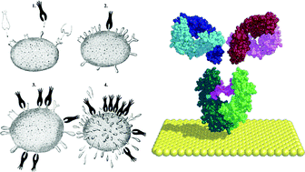 Graphical abstract: Rare antibodies from combinatorial libraries suggests an S.O.S. component of the human immunological repertoire