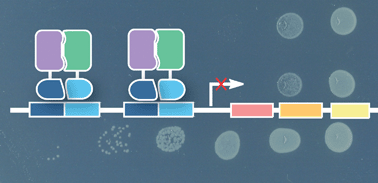 Graphical abstract: Deciphering interactions used by the influenza virus NS1 protein to silence the host antiviral sensor protein RIG-I using a bacterial reverse two-hybrid system