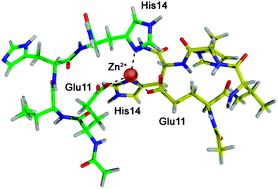 Graphical abstract: Zinc-induced dimerization of the amyloid-β metal-binding domain 1–16 is mediated by residues 11–14