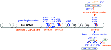 Graphical abstract: Identification of O-GlcNAc sites within peptides of the Tau protein and their impact on phosphorylation