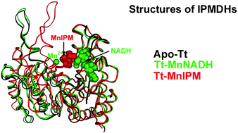 Graphical abstract: Atomic level description of the domain closure in a dimeric enzyme: Thermus thermophilus 3-isopropylmalate dehydrogenase