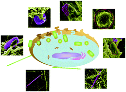 Graphical abstract: Effect of particle shape on phagocytosis of CdTe quantum dot–cystine composites