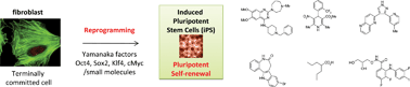 Graphical abstract: Small molecule modulation of stem cells in regenerative medicine: recent applications and future direction