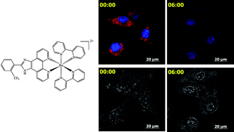 Graphical abstract: Chiral ruthenium polypyridyl complexes as mitochondria-targeted apoptosis inducers