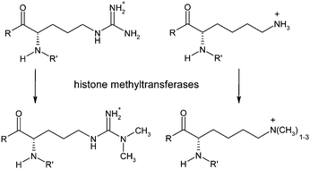 Graphical abstract: Targeting epigenetic modifiers: Inhibitors of histone methyltransferases