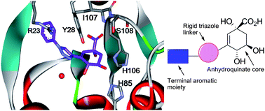 Graphical abstract: Rapid assembly of potent type II dehydroquinase inhibitorsvia “Click” chemistry