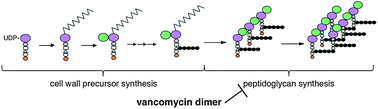 Graphical abstract: New insight into the mode of action of vancomycin dimers in bacterial cell wall synthesis