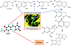 Graphical abstract: Synthesis and biological activity of hydroxybenzylidenyl pyrrolidine-2,5-dione derivatives as new potent inhibitors of tyrosinase