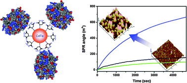 Graphical abstract: Interaction mechanisms of CdTe quantum dots with proteins possessing different isoelectric points