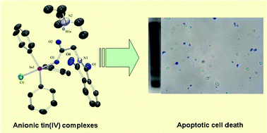 Graphical abstract: Synthesis and biological applications of ionic triphenyltin(iv) chloride carboxylate complexes with exceptionally high cytotoxicity