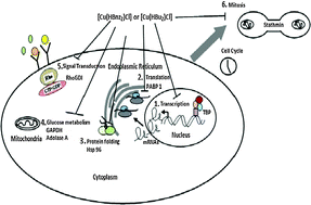 Graphical abstract: Cytotoxic copper(ii) salicylaldehyde semicarbazone complexes: Mode of action and proteomic analysis