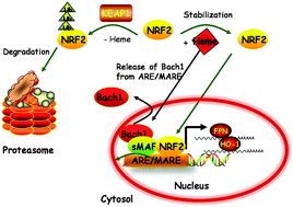 Graphical abstract: Molecular mechanism of intestinal iron absorption