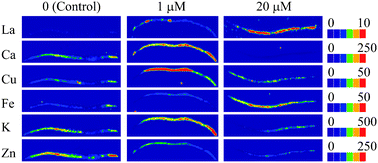 Graphical abstract: Ecotoxicological assessment of lanthanum with Caenorhabditis elegans in liquid medium