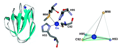 Graphical abstract: Cupredoxins—A study of how proteins may evolve to use metals for bioenergetic processes