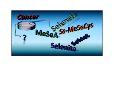 Graphical abstract: Investigation of the selenium metabolism in cancer cell lines