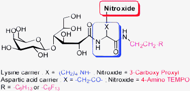 Graphical abstract: Synthesis, physical-chemical and biological properties of amphiphilic amino acid conjugates of nitroxides