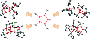 Graphical abstract: The versatile reactivity of tetra-tert-butyl-cyclopentaphosphanide monoanions