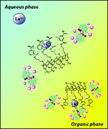 Graphical abstract: Assessing the mechanism of the synergistic action of calixarenes and Co-dicarbollides in lanthanide extractions