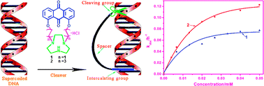 Graphical abstract: Synthesis and DNA cleavage activity of triazacrown-anthraquinone conjugates