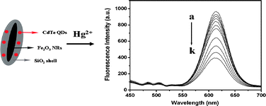 Graphical abstract: Synthesis and characterization of multifunctional CdTe/Fe2O3@SiO2 core/shell nanosensors for Hg2+ ions detection