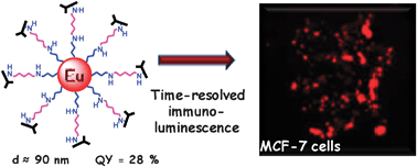 Graphical abstract: Increasing the efficiency of lanthanide luminescent bioprobes: bioconjugated silica nanoparticles as markers for cancerous cells