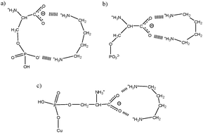 Graphical abstract: The influence of copper(ii) ions on noncovalent interactions in the systems including phosphoserine and biogenic amines