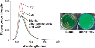 Graphical abstract: A Bodipy-based derivative for selective fluorescence sensing of homocysteine and cysteine