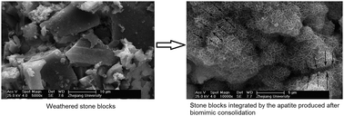 Graphical abstract: Biomimic conservation of weathered calcareous stones by apatite