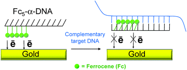 Graphical abstract: Electrochemical detection of nucleic acids using pentaferrocenyl phosphoramidate α-oligonucleotides