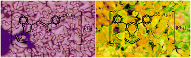 Graphical abstract: Pyridyl and pyridiniumyl β-diketones as building blocks for palladium(ii) and allyl–palladium(ii) isomers. Multinuclear NMR structural elucidation and liquid crystal behaviour