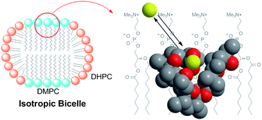 Graphical abstract: 3D structures of membrane-associated small molecules as determined in isotropic bicelles