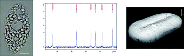 Graphical abstract: Chemistry, physico-chemistry and applications linked to biological activities of β-glucans