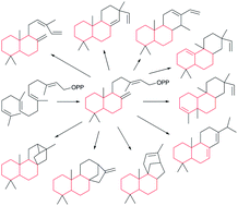 Graphical abstract: Two rings in them all: The labdane-related diterpenoids