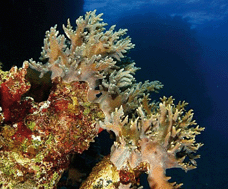 Graphical abstract: Novel macrocyclic and polycyclic norcembranoid diterpenes from Sinularia species of soft coral: Structural relationships and biosynthetic speculations