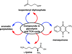 Graphical abstract: Convergent strategies in biosynthesis