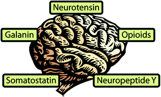 Graphical abstract: Anticonvulsant neuropeptides as drug leads for neurological diseases