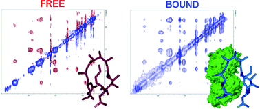 Graphical abstract: Application of NMR methods to the study of the interaction of natural products with biomolecular receptors