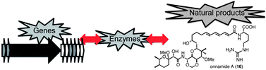 Graphical abstract: A sea of biosynthesis: marine natural products meet the molecular age