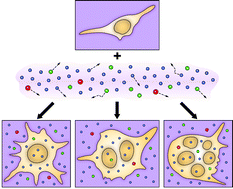 Graphical abstract: Study of cytotoxic and therapeutic effects of stable and purified silver nanoparticles on tumor cells