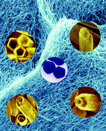 Graphical abstract: Silver nanowires – unique templates for functional nanostructures