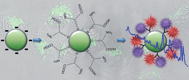 Graphical abstract: Single-step bifunctional coating for selectively conjugable nanoparticles