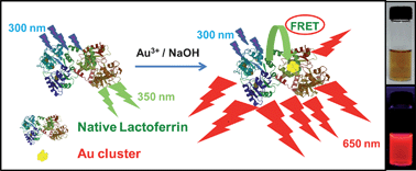 Graphical abstract: Luminescent quantum clusters of gold in transferrin family protein, lactoferrin exhibiting FRET