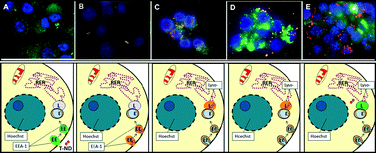 Graphical abstract: Temporal and mechanistic tracking of cellular uptake dynamics with novel surface fluorophore-bound nanodiamonds