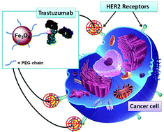 Graphical abstract: Investigating the structural biofunctionality of antibodies conjugated to magnetic nanoparticles