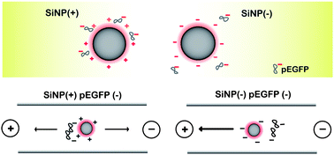 Graphical abstract: Role of weakly polarized nanoparticles in electroporation