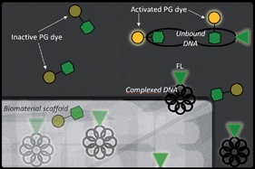 Graphical abstract: A reliable method for detecting complexed DNA in vitro