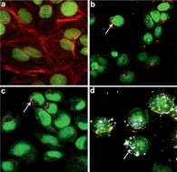 Graphical abstract: Surface charge of gold nanoparticles mediates mechanism of toxicity