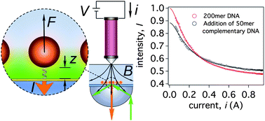 Graphical abstract: Quantitative high-resolution sensing of DNA hybridization using magnetic tweezers with evanescent illumination