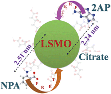 Graphical abstract: Functionalization of manganite nanoparticles and their interaction with biologically relevant small ligands: Picosecond time-resolved FRET studies